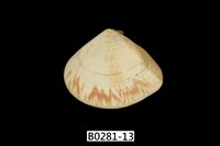 藏品(花蛤)的圖片